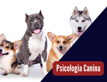 Curso De Psicologia Canina Gr Tis E Online