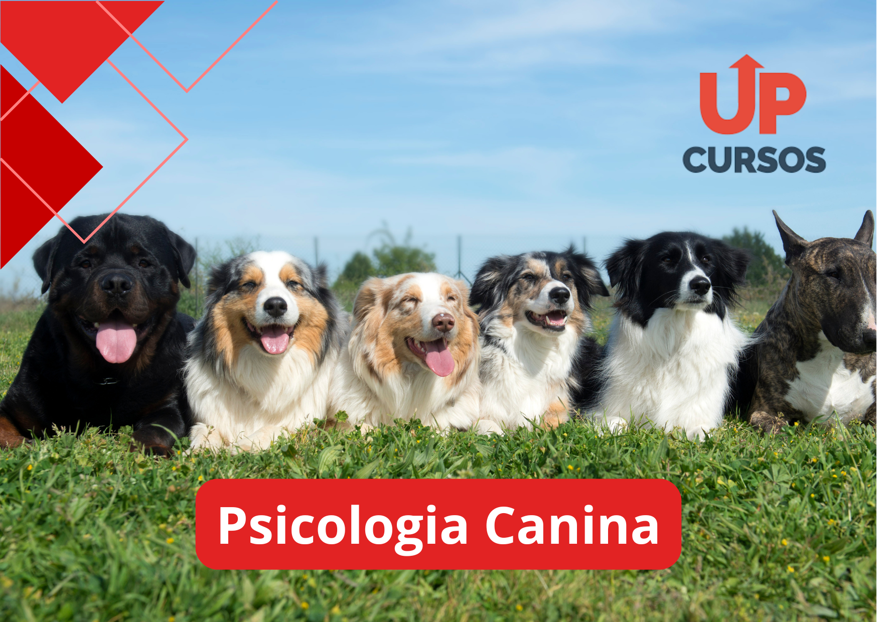 Curso online grátis de Psicologia Canina