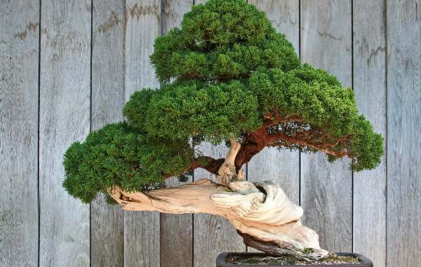 Curso online grátis de Técnicas do Cultivo do Bonsai