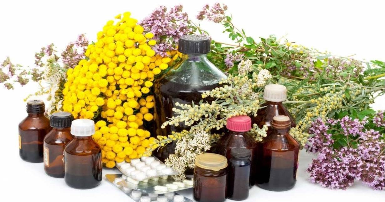 Curso De Cultivo E Uso De Plantas Medicinais Grátis E Online 0154