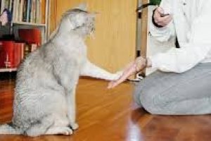idioma felino e treinamento