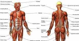 Curso online grátis de Básico de Anatomia de Sistemas