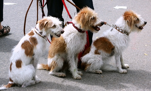 Curso online grátis de Dog Walker