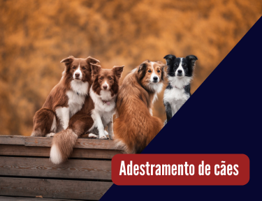 Curso online grátis de Adestramento de Cães