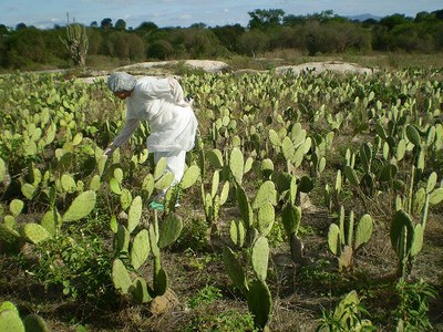 Curso online grátis de Defesa Sanitária Vegetal