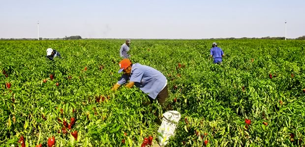 Curso online grátis de Técnicas de Agroindústrias