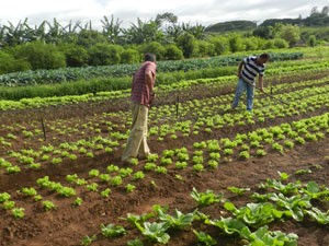 Curso online grátis de Jardinagem e Horticultura