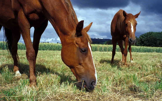 Curso online grátis de Manejo Nutricional de Equinos