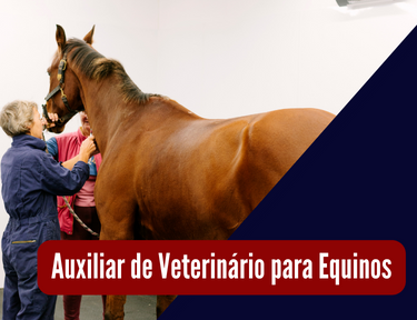 Curso online grátis de Básico de Auxiliar de Veterinário para Equinos