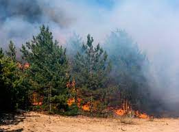 Curso online grátis de Noções sobre Prevenção e Combate a Incêndio Florestal